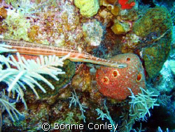 Trumpetfish seen in Grand Cayman August 2008.  Photo take... by Bonnie Conley 